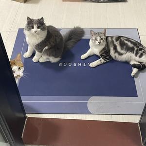 三只喵头像