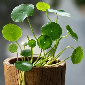 在课堂踊跃发言的学生头像
