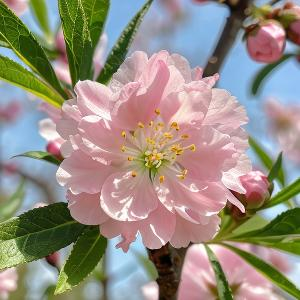 清新橘子YN8头像