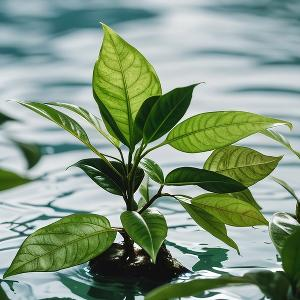 桦林感秋意头像