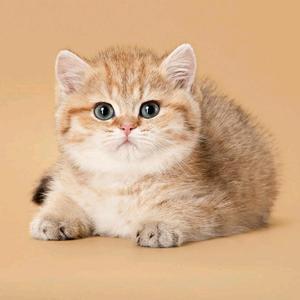 剪映艺术醒衣草 头像