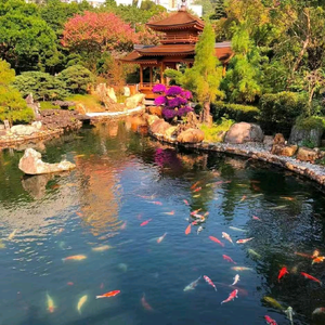 问秋头像