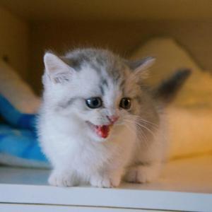 宁乡莫急猫德馆头像