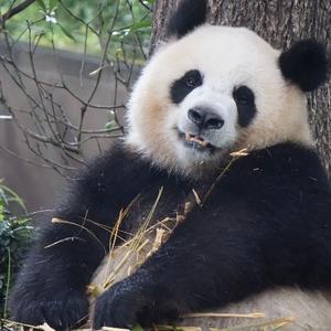 panda熊猫滚滚头像