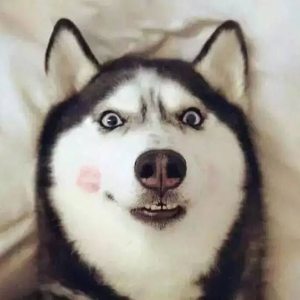 萌宠小窝头像