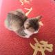 妈蓝猫的头像