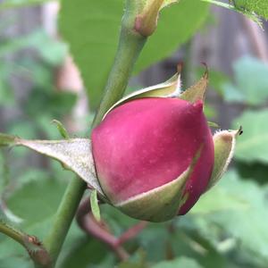 蒲公英180头像