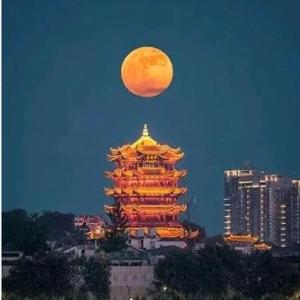 武汉鱼眼头像