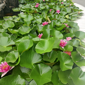 安防达人头像