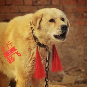 北方笨狗太行犬头像