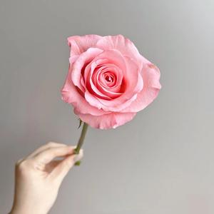 香菜头像