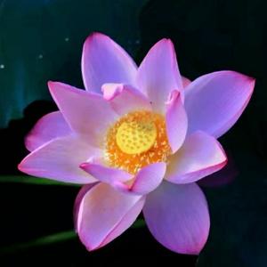 春暖花又开头像
