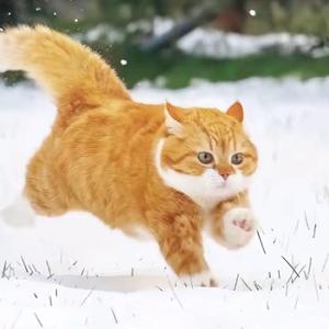 这有一颗柚柚子i 头像