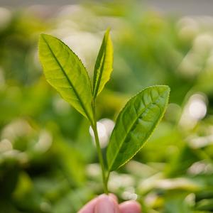徽农茶小叶头像