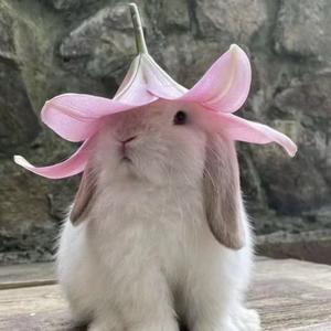好运连连头像