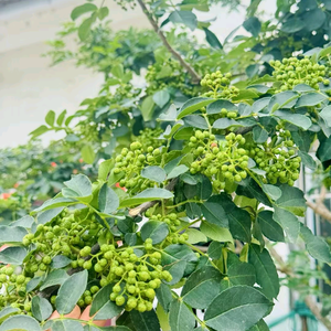 人间烟火气头像