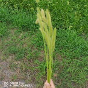 女中流氓之王头像