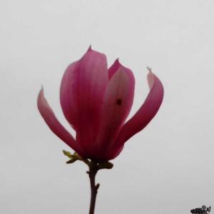 花椒云云头像