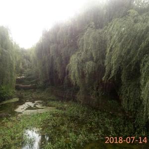 顶顶田头像