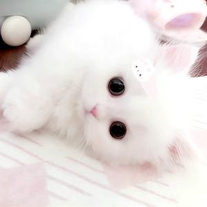菠萝昕堡头像