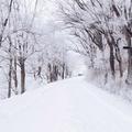 风雪归人v头像