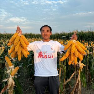鼎优王记南头像