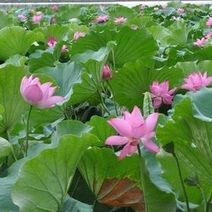 新疆库尔勒漏水检测测漏头像