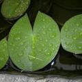 优素福头像