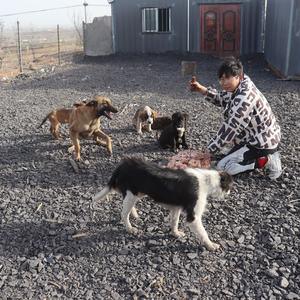 小七犬舍头像