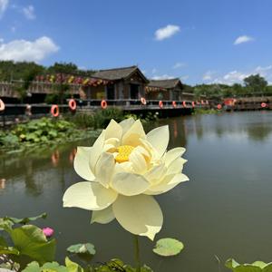 海岛队长头像