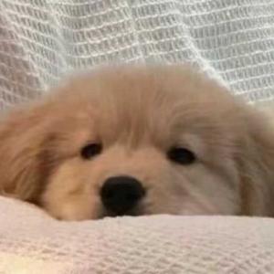 椿丶傅西头像