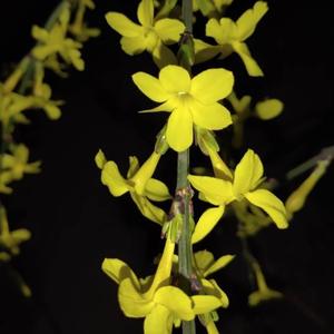 順勢而為头像