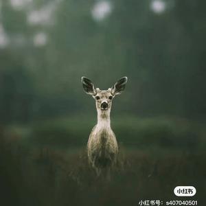 洛小鹿头像