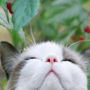 繁花先生头像