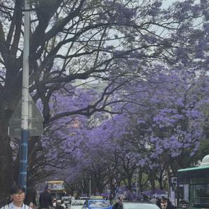 黄昏头像
