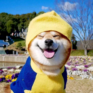 万物有灵头像