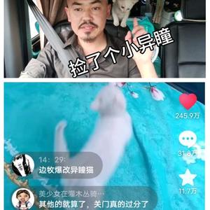 大叔爱玩猫头像