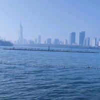 才思敏捷的黑骏马头像