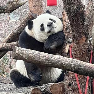 魔法师布雷特9M7t头像