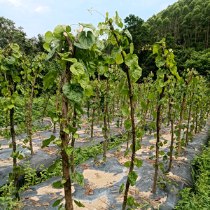 农业种植头像