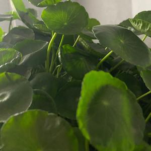 芥末9h2d头像