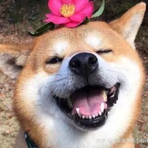 博学多才的爱睡觉的猫头像
