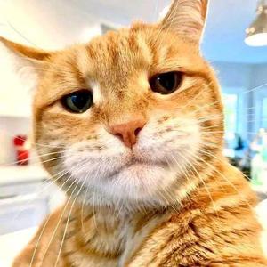 小言总暗区突围 头像