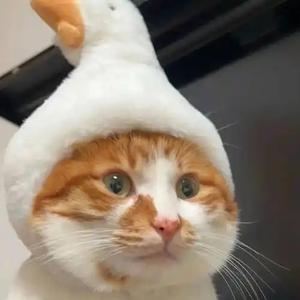 冰糖肥肠头像
