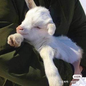 小柳要背吐了头像