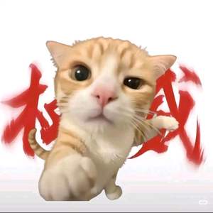猫meme照片整理头像