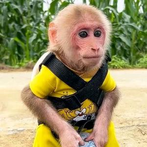 猴子毕毕和拉拉头像