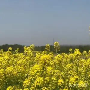 菜田花影视爱好者头像