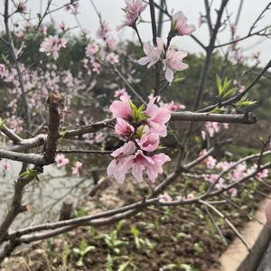 心如刀割1155头像