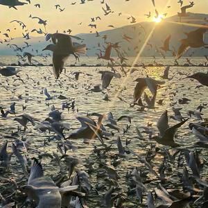 爱家武安8V7 头像